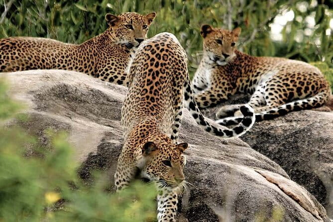 10 Days/ 9 Nights - Heritage Wildlife and Waves in Sri Lanka - Why this route works for a first Sri Lanka trip