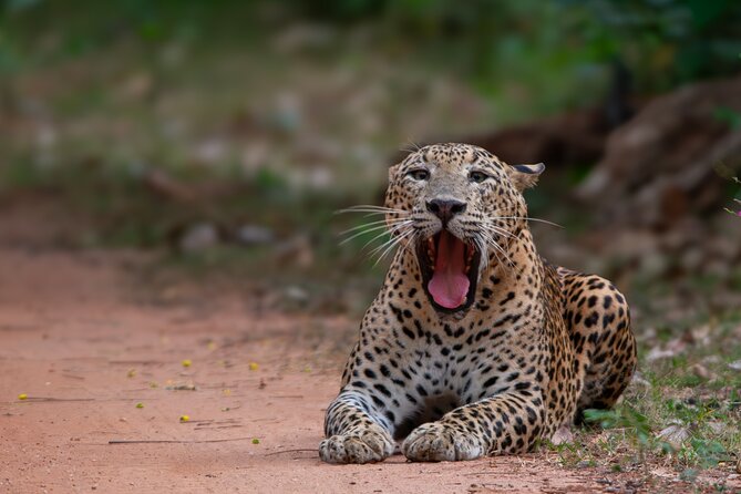 12 Days Private Escape Tour- Best of Sri Lanka - Ella’s easy hikes and the road to safari country