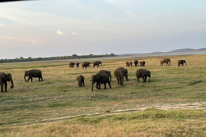12 Days Tour Grand Discovery of Sri Lanka - Day 3: Polonnaruwa by bicycle and elephants at Minneriya