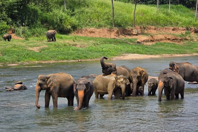 12 Days Tour Grand Discovery of Sri Lanka - Day 2: Elephants, a village lunch, and Sigiriya’s summit