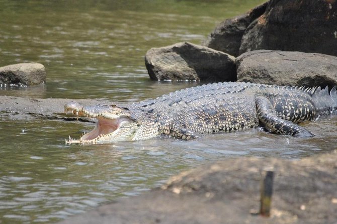 2h Bentota River Safari: Crocodiles, Monkeys, Mangrove & more - The king coconut break