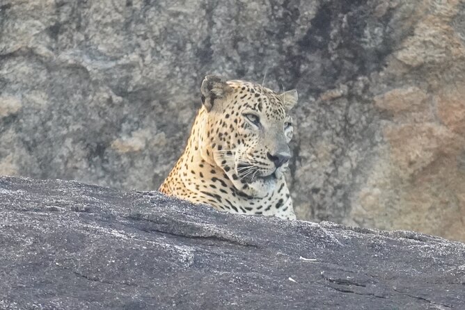 4 Hours Private Yala Safari Day Tour - Key points to know before booking