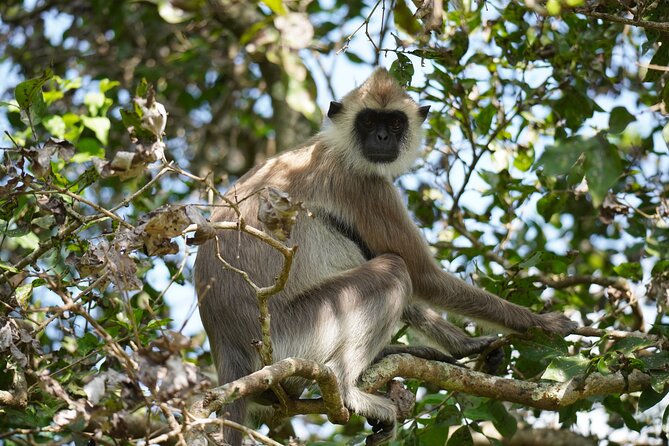 4 Hours Private Yala Safari Day Tour - Why the private jeep matters