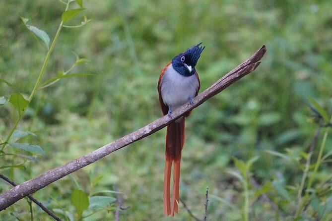 4 Hours Private Yala Safari Day Tour - Morning versus evening safari timing