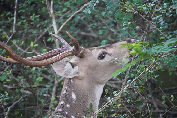 4 Hours Private Yala Safari Day Tour - What you might see, and what you should not expect