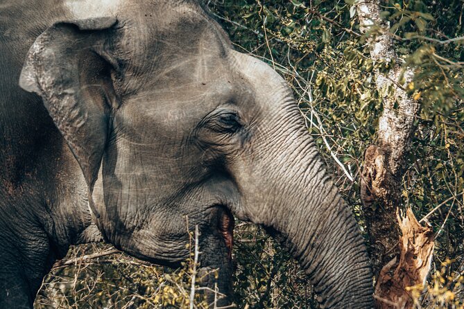 4 Hours Private Yala Safari Day Tour - How to prepare for the drive