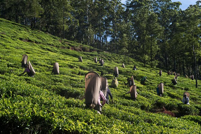 6-Day Sri Lanka Heritage Private Tour - What the $420 price really covers
