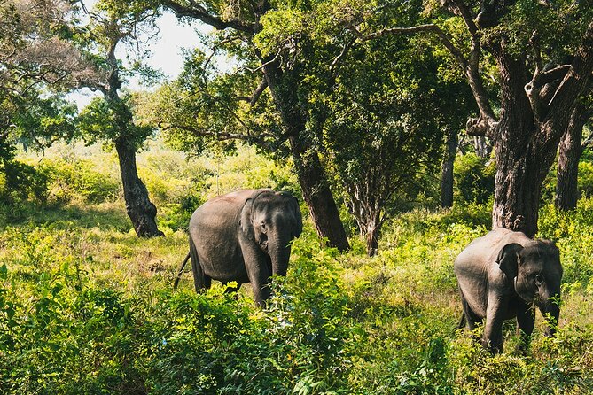 8 Days Sri Lanka Private Round Tour - The Nanu Oya to Ella train ride