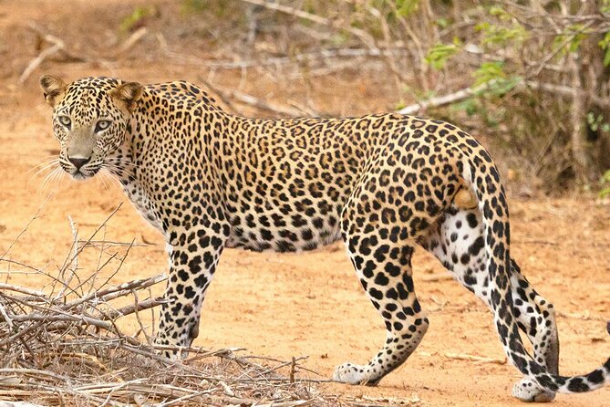 8 Days Sri Lanka Private Round Tour - Ella’s bridge, hill walk, and waterfall