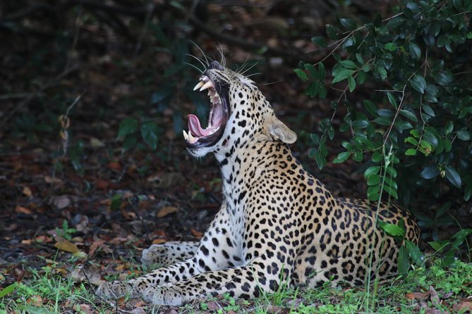 8 Days tour in Sri Lanka with privet driver and accommodations - Day 5: Waterfalls, rock carvings, and a second safari