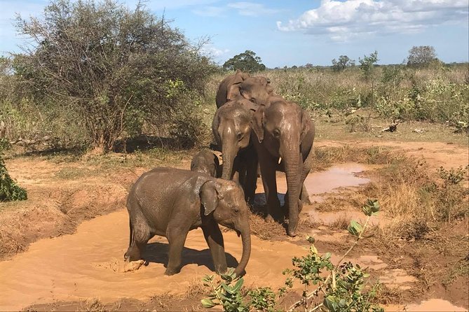 8 Days tour in Sri Lanka with privet driver and accommodations - Day 1: Dambulla caves and elephants near Sigiriya