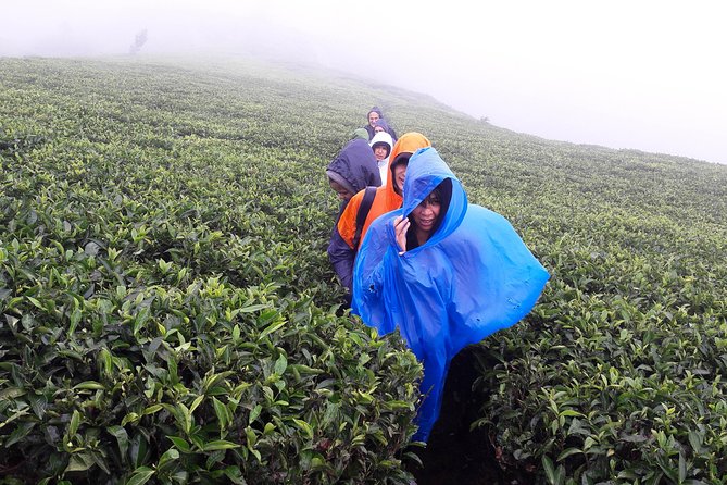 A Day in Nuwara Eliya: Sights & Local Delights - Nuwara Eliya Town and Single Tree Hill