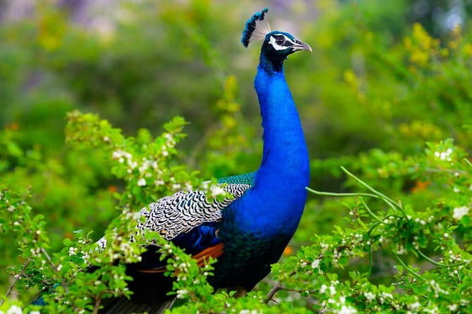 Adventure safari Experience in Hurulu Eco Park, Sri Lanka - What the guide service adds
