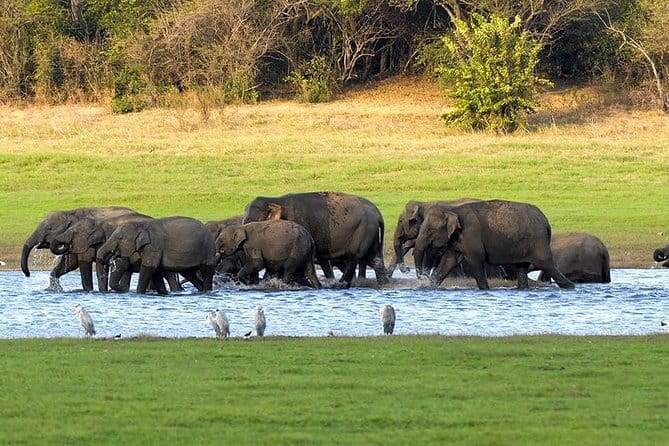 Adventure safari Experience in Hurulu Eco Park, Sri Lanka - Timing, pickup, and the shape of the day