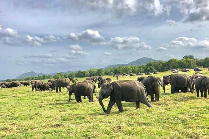 Adventure safari Experience in Hurulu Eco Park, Sri Lanka - Small details that can improve your outing