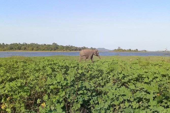 Adventure trincomalee to sigiriya and wild safari ,village tour - Key points to know before booking