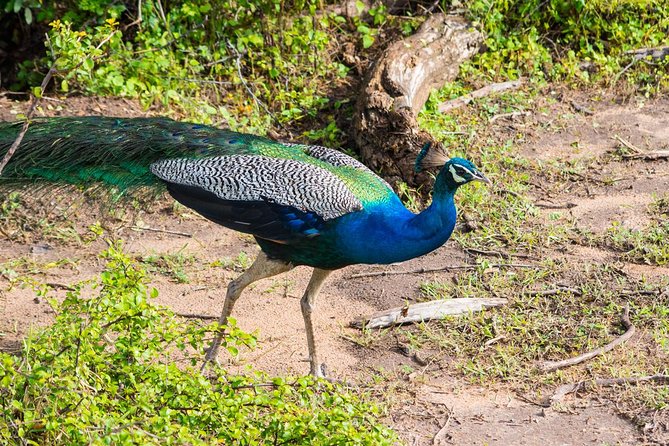 All Inclusive Leopard Nest Treehouse Safari in Yala - The afternoon game drive in Yala National Park