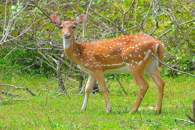 All Inclusive Leopard Nest Treehouse Safari in Yala - Comfort, pace, and who should book