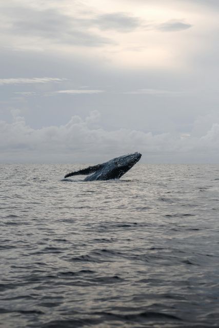 All Inclusive Mirissa Whale and Dolphin Watching Boat Ride - Should you book the Mirissa whale and dolphin trip?