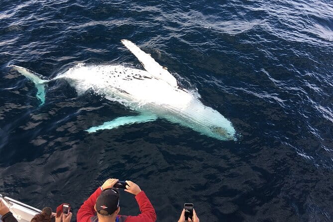 All Inclusive Mirissa Whale and Dolphin Watching Boat Ride - The long ride into the Indian Ocean