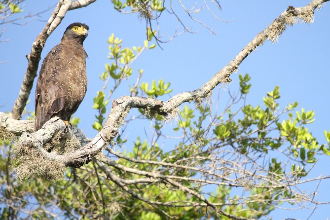 All Inclusive Private Safari in Minneriya National Park - Key points before you book