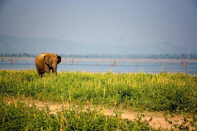 All Inclusive Private Safari in Minneriya National Park - Who will get the most from this safari