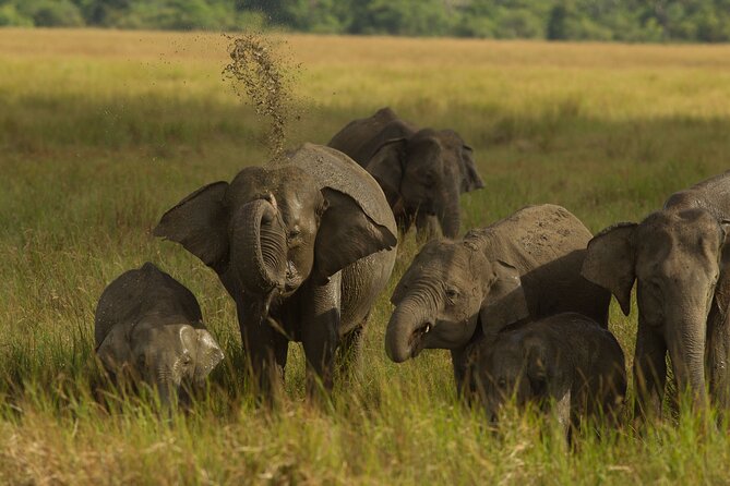All Inclusive Private Safari in Minneriya National Park - A 2:30 p.m. entry into scrub, forest, and wetland