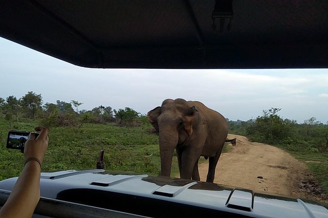 All Inclusive Udawalawe National Park Safari Day Tour from Colombo and Negombo - The 165-kilometer journey from Colombo or Negombo