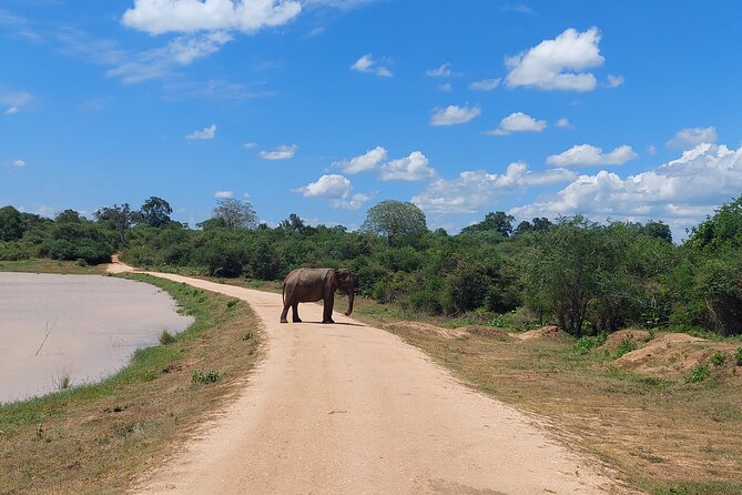 All Inclusive Udawalawe National Park Safari Day Tour from Colombo and Negombo - Is $335 per person good value?