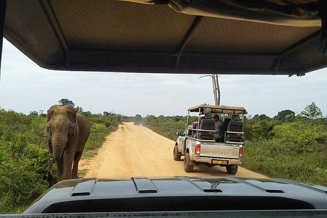 All Inclusive Udawalawe National Park Safari Day Tour from Colombo and Negombo - Practical details that can save you trouble
