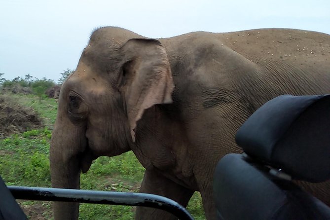 All Inclusive Udawalawe National Park Safari Day Tour from Colombo and Negombo - Three hours among Udawalawe’s elephants
