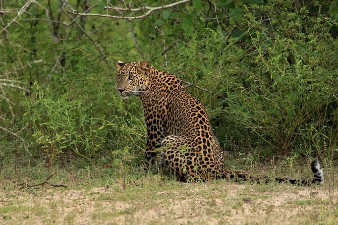 All Inclusive Wilpattu National Park Day Tour From Anuradhapura - Key points at a glance