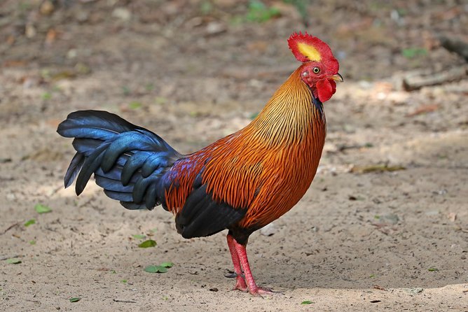 All Inclusive Wilpattu National Park Day Tour From Anuradhapura - Why Wilpattu makes a strong safari choice from Anuradhapura