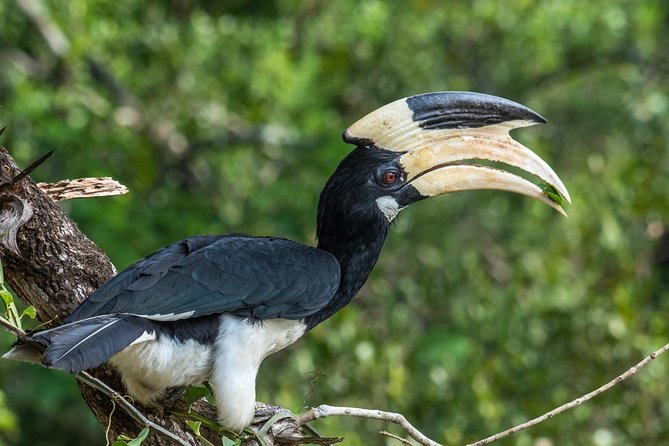 All Inclusive Wilpattu National Park Day Tour From Anuradhapura - Looking for leopards, bears, elephants, and birds