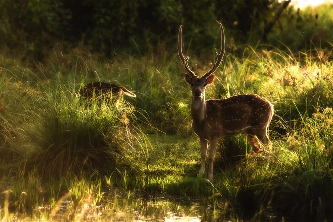 All Inclusive Wilpattu National Park Day Tour From Anuradhapura - Rice and curry after the safari