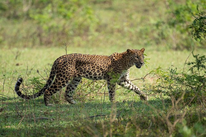All Inclusive Yala National Park Jeep Safari from Colombo - Key points to know before booking