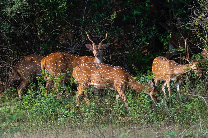 All Inclusive Yala National Park Jeep Safari from Colombo - Lunch, water, and the value of an all-inclusive price