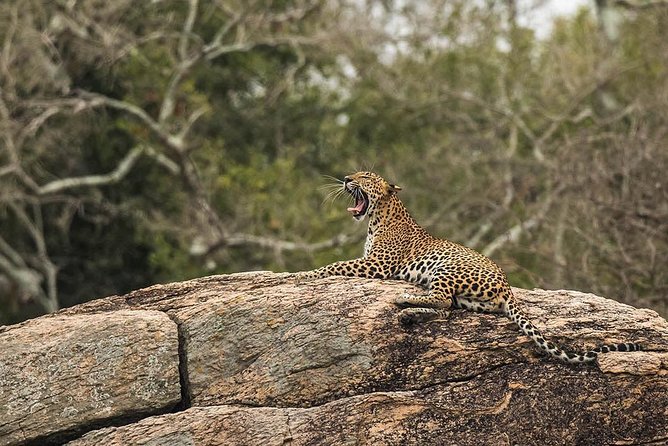 All Inclusive Yala National Park Jeep Safari from Colombo - What the service record tells you