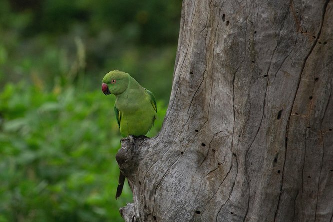 All Inclusive Yala National Park Jeep Safari from Colombo - Who should book this Colombo safari?