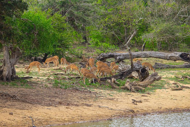 All Inclusive Yala National Park Jeep Safari from Colombo - Practical details that can save you trouble