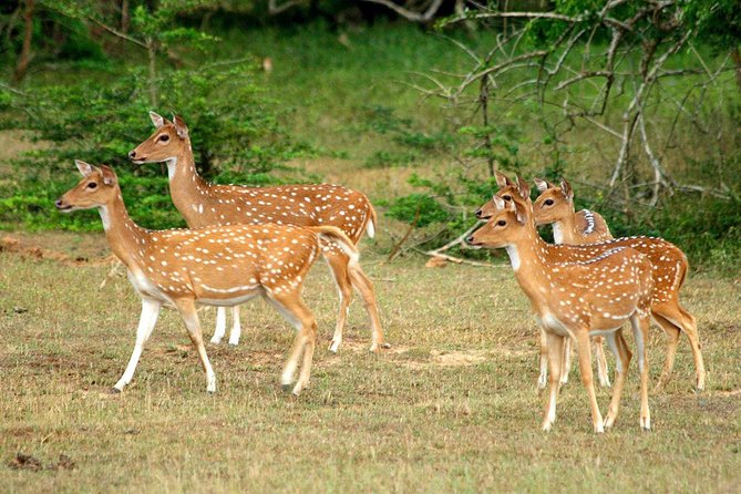 All Inclusive Yala National Park Jeep Safari from Colombo - Is the $258 price worth it?
