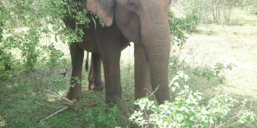 All inclussive Udawalawa National Park Safari From Colombo - Why Udawalawe is worth the long road from Colombo
