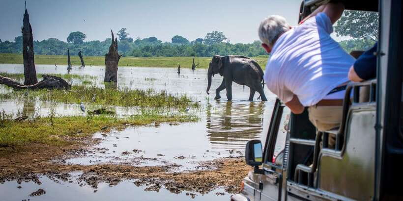 All inclussive Udawalawa National Park Safari From Colombo - Should you book the Udawalawe safari from Colombo?