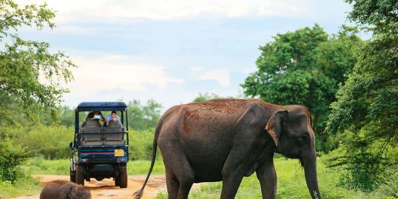 All inclussive Udawalawa National Park Safari From Colombo - The early pickup and five-hour ride