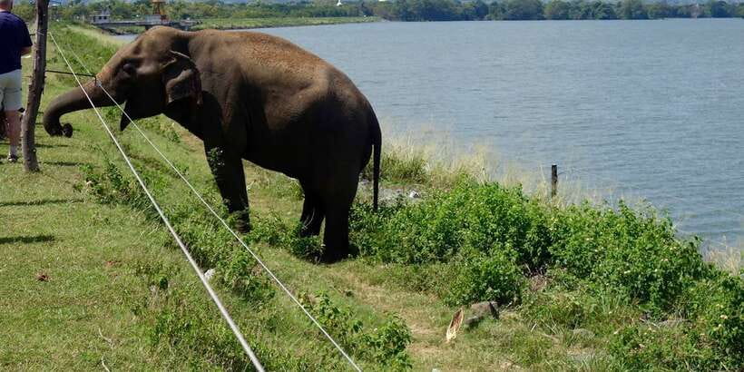 All inclussive Udawalawa National Park Safari From Colombo - What the $225 price really covers