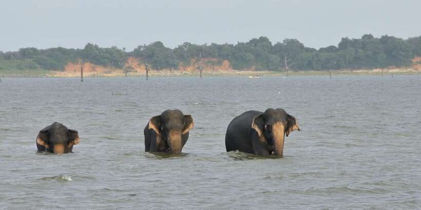 All inclussive Udawalawa National Park Safari From Colombo - Small details that make the day easier