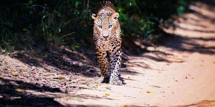 Anuradhapura: Full-Day Wilpattu All Inclusive Private Safari - Why Wilpattu makes a strong day trip from Anuradhapura