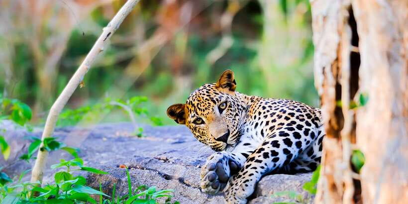 Anuradhapura: Full-Day Wilpattu All Inclusive Private Safari - The early pickup and breakfast