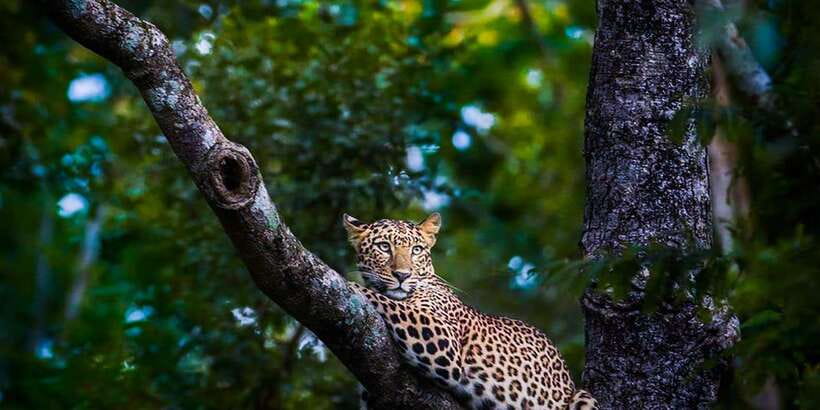 Anuradhapura: Full-Day Wilpattu All Inclusive Private Safari - The guide can make or break the safari