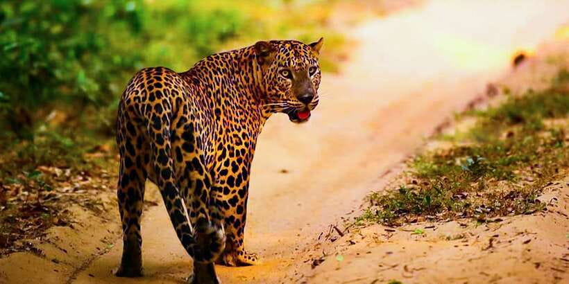 Anuradhapura: Full-Day Wilpattu All Inclusive Private Safari - Is $90 per person good value?